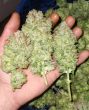 banger-glue—little-chief-collabs