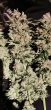banger-glue—little-chief-collabs