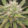 chuntz-female-weed-seeds-