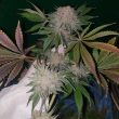 chuntz-female-weed-seeds-