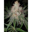 big-buddha-space-invaders-feminized-cannabis-seeds