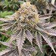 karma-genetics-biker-41-cannabis-seeds