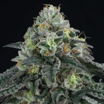 Bingsu Regular Cannabis Seeds by Perfect Tree Seeds
