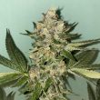 biscotti_1