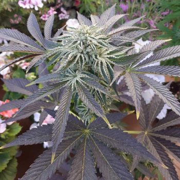 Biscotti x Off Road Regular Cannabis Seeds by The Original Big Buddha Family Farms