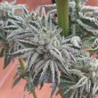 biscotti-offroad-weed-seed-the-big-budha-family-farms-seeds_1_