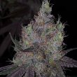 bisotti-x-runtz-cannabis-weed-seed-the-plug-seedbank