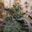 Bizcocho Female Weed Seeds by Grounded Genetics