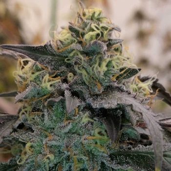 Bizcocho Female Weed Seeds by Grounded Genetics
