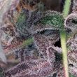 bizcocho-female-weed-seeds-grounded-genetics