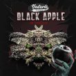 black-apple-hitchcock-cannabis-seed-th-seeds