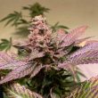 black-apple-hitchcock-cannabis-seed-th-seeds