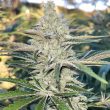 black-tuna-ko-cannabis-seeds
