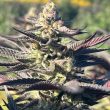limonada-de-mango-f2-black-tuna-cannabis-strain