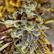 blake-cherry-cake-cannabis-seed-holy-smoke-seeds_1