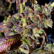 blake-cherry-cake-cannabis-seed-holy-smoke-seeds_1