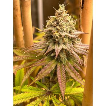 Blood Diamonds Female Cannabis Seeds by Conscious Genetics
