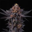 perfect-tree-seeds-bloody-kumbawa-cannabis-strain