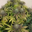 blowrange-feminized-cannabis-seeds-greatful-seeds