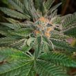 blue-d5-cannabis-seeds_1