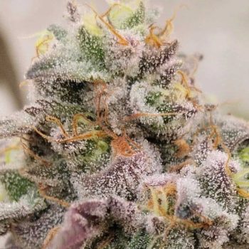 Blue Fizz Female Weed Seeds by Grounded Genetics