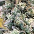 blue-fizz-female-weed-seed-grounded-genetics