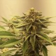 blue-gak-weed-seed-hella-seeds-co