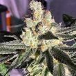blue-grape-fuel-old-school-genetics_1