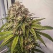 blue-kachina-cannabis-conscious-genetics