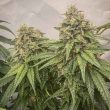 blue-kachina-cannabis-conscious-genetics