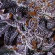 bombsicle-female-cannabis-strain-starfire-genetix
