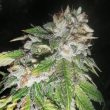 britcoin-feminized-cannabis-seeds-pheno-finder-seeds