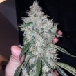 britney-regular-weed-seed-true-canna-genetics