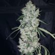 britney-regular-weed-seed-true-canna-genetics
