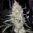 britney-regular-weed-seed-true-canna-genetics
