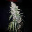 britney-regular-weed-seed-true-canna-genetics