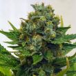 cinderella-xx-female-cannabis-seeds-brothers-grimm