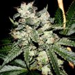 Original Bruce Banner F2 Regular Cannabis Seeds by Dark Horse Genetics