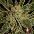 bubble-gum-female-by-serious-seeds