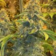 cake-bomb-regular-cannabis-seeds-prolific-seed-coast
