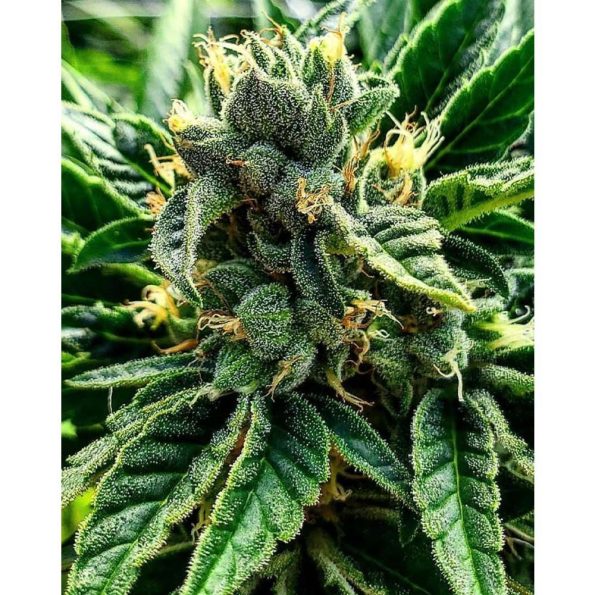 Gelato al Limone Feminized Cannabis Seeds by The Cali Connection ...