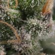 grounded-genetics-candy-gas-female-cannabis-seeds