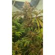 Candy Lime Female Weed Seeds by Zmoothiez