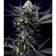 paradise-seeds-caramba-cannabis-seeds