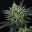capri-zun-weed-seed-perfect-tree-seeds