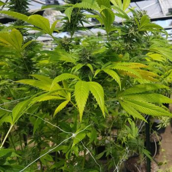 CBD Cheese Female Weed Seeds by The Original Big Buddha Family Farms