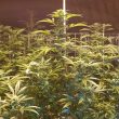 cbd-cheese-weed-seed-the-big-budha-family-farms-seeds