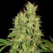 cbd-chronic—serious-seeds