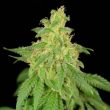 cbd-rene-female-cannabis-seed-by-house-of-the-great-gardener