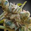 cbdrelax-weed-cannabis-seed-paradise-seeds